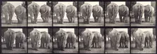 Elephants, 1872-1885. Creator: Eadweard J Muybridge