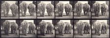 Elephants, 1872-1885. Creator: Eadweard J Muybridge