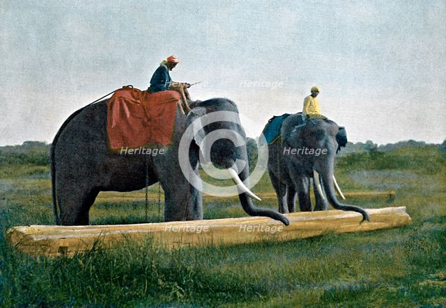 Elephants moving a log, Ceylon, c1890. Artist: Gillot