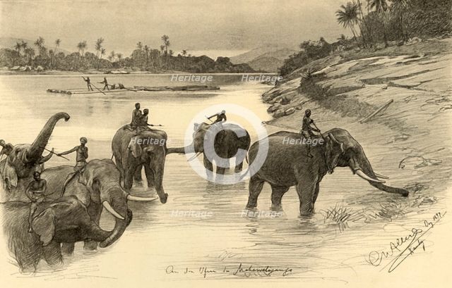 Elephants on the banks of the Mahaweli River, Ceylon, 1898.  Creator: Christian Wilhelm Allers.