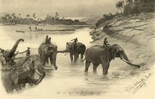 Elephants on the banks of the Mahaweli River, Ceylon, 1898. Creator: Christian Wilhelm Allers