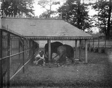 Elephants, Alipore, India, 1905-1906. Artist: FL Peters