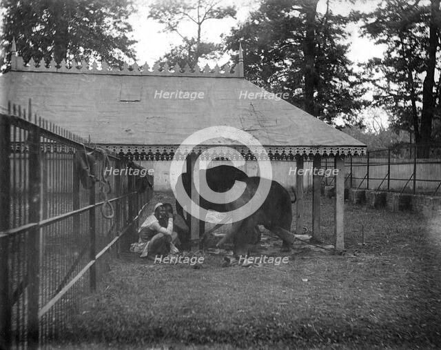 Elephants, Alipore, India, 1905-1906. Artist: FL Peters