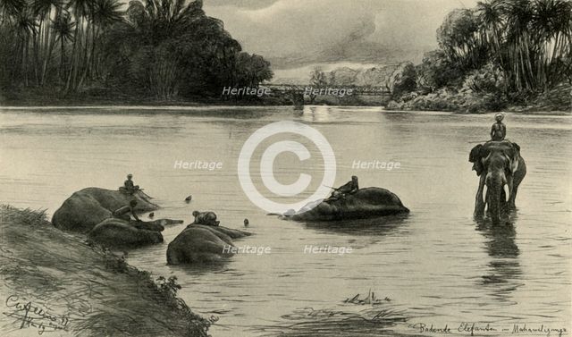 Elephants bathing in the Mahaweli river, Ceylon, 1898.  Creator: Christian Wilhelm Allers.