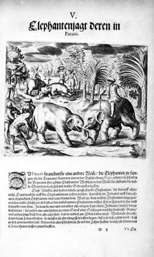 Elephants Fighting, 1606. Creator: Theodor de Bry