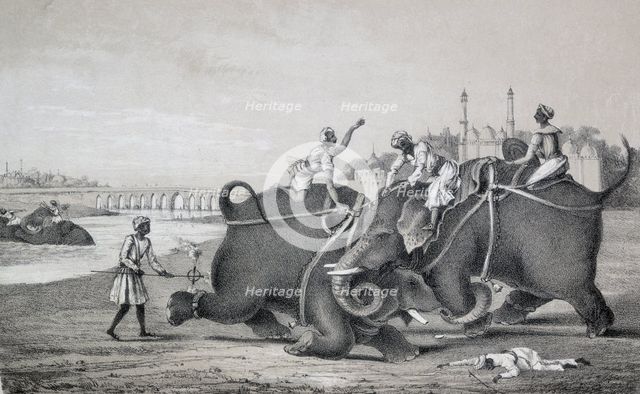 Elephants fighting, India, 1850. Creator: Unknown.