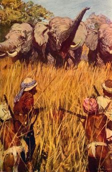 Elephants in Chase c1850 (c1912)