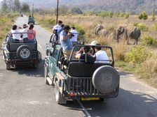 Elephants , Jim Corbett Tiger reserve, Uttarakhand, India. Creator: Unknown