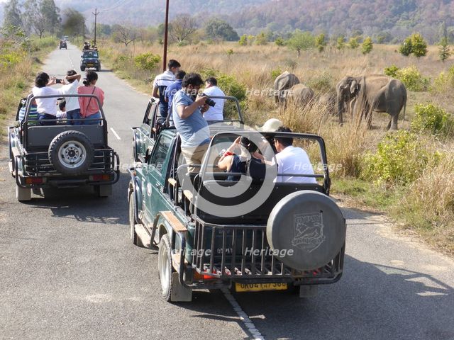 Elephants , Jim Corbett Tiger reserve, Uttarakhand, India. Creator: Unknown.
