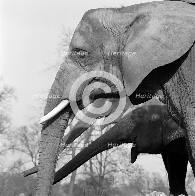 Elephants, London Zoo, Regent's Park, Westminster, London, c1964. Artist: John Gay.