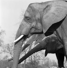 Elephants, London Zoo, Regent's Park, Westminster, London, c1964. Artist: John Gay