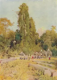 Elephants Piling Teak 1924