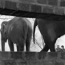 Elephants seen through a gap in a wall, London Zoo, Regent's Park, London, early 1960s. Artist: John Gay