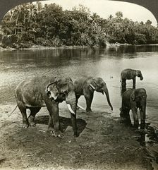 Elephants, Sri Lanka (Ceylon).Artist: Underwood & Underwood