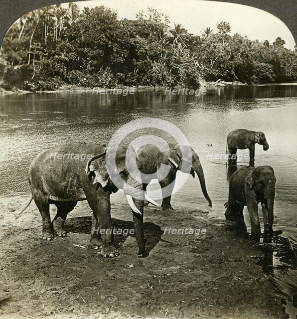 Elephants, Sri Lanka (Ceylon).Artist: Underwood & Underwood