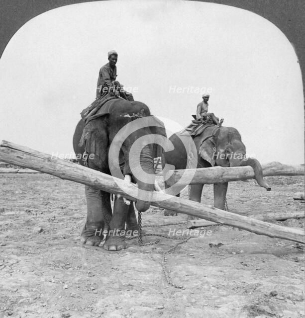 Elephants working in a lumber yard, Rangoon, Burma, 1908. Artist: Stereo Travel Co
