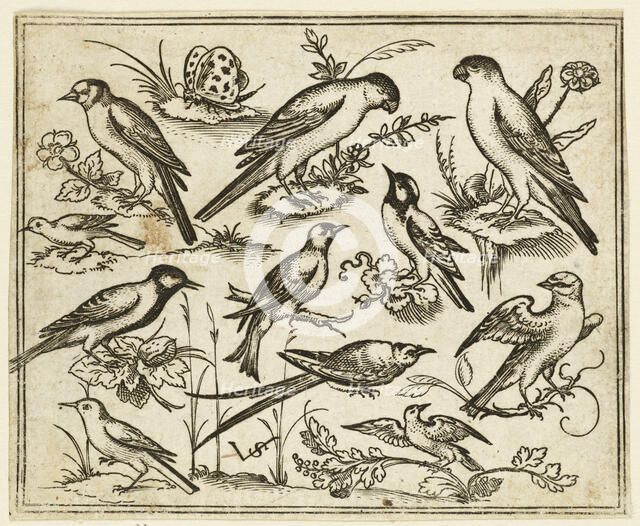 Eleven birds sitting on patches of flowering foliage and small branches..., 1557.  Creator: Virgil Solis.