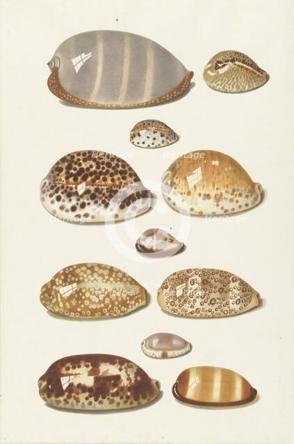 Eleven large and small tropical cowrie shells, 1726-1779. Creator: Johann Gustav Hoch.