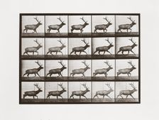 Elk, Plate 692 from Animal Locomotion, 1887 (photograph)