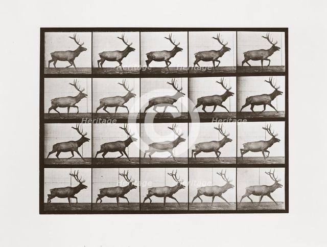 Elk, Plate 692 from Animal Locomotion, 1887 (photograph)