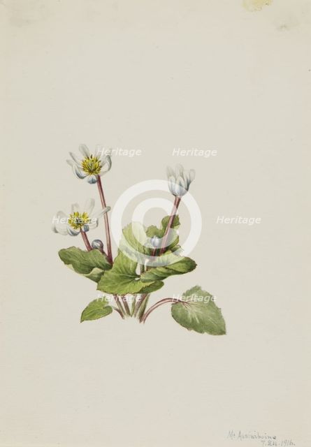 Elkslip (Caltha leptosepala), 1916. Creator: Mary Vaux Walcott.