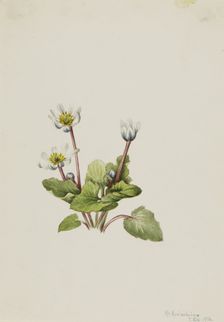 Elkslip (Caltha leptosepala), 1916. Creator: Mary Vaux Walcott