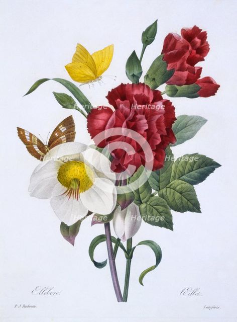 Ellebore et Oeillet,  1829.