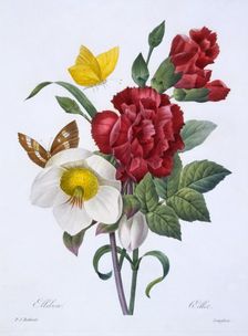 Ellebore et Oeillet, 1829