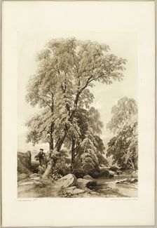Elm and Birch, from The Park and the Forest, 1841. Creator: James Duffield Harding