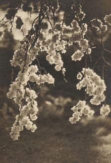 Elm blossom, c1930s. Creator: Henry Edward Gaze