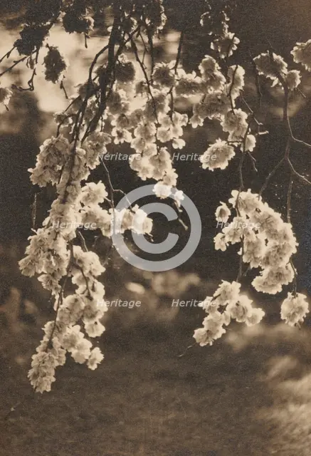 Elm blossom, c1930s. Creator: Henry Edward Gaze.