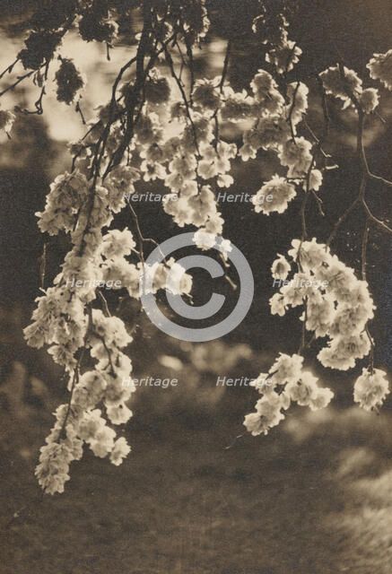 Elm blossom, c1930s. Creator: Henry Edward Gaze.