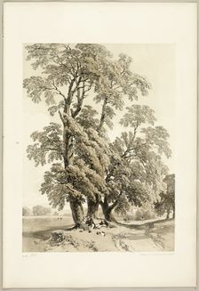 Elm, from The Park and the Forest, 1841. Creator: James Duffield Harding