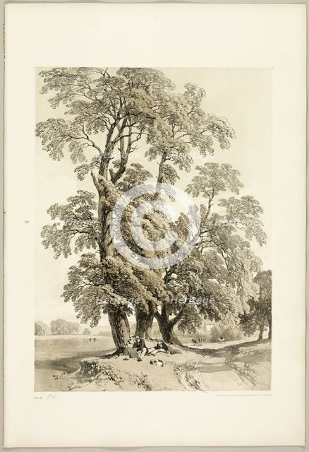 Elm, from The Park and the Forest, 1841. Creator: James Duffield Harding.