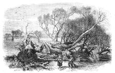 Elm-Tree blown down in Hyde-Park, May 7th, 1856. Creator: Edmund Evans