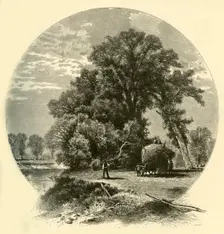 Elms on the Genesee Flats 1874. Creator: John J. Harley