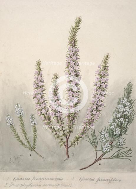 Epacris (2species); Dracophyllum (1 species), c.1885. Creator: Sarah Featon.