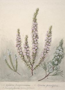 Epacris (2species); Dracophyllum (1 species), c.1885. Creator: Sarah Featon