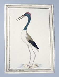 Ephippiorhynchus asiaticus ? (Black-necked stork), 1776-before 1780. Creator: John Hunter