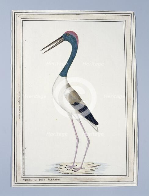 Ephippiorhynchus asiaticus ? (Black-necked stork), 1776-before 1780. Creator: John Hunter.