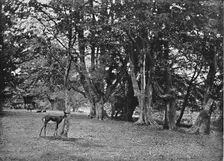 Epping Forest: Beech Wood, Near High Beech c1896. Artist: Christopher George Cutchey