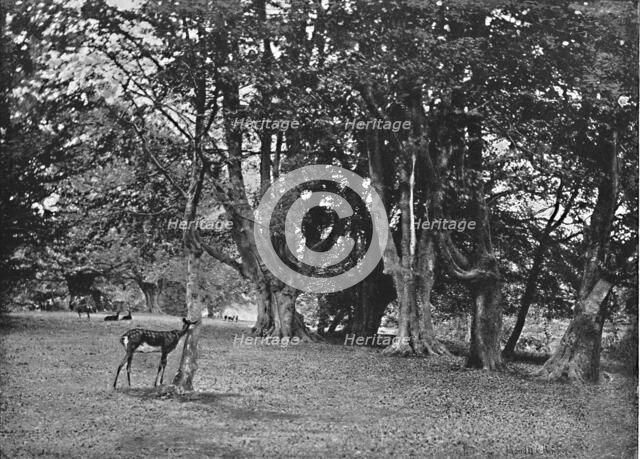 'Epping Forest: Beech Wood, Near High Beech', c1896. Artist: Christopher George Cutchey.