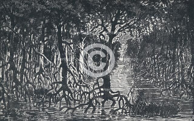 'Equatorial African Forest', 1924. Artist: Unknown.