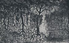 Equatorial African Forest 1924