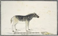 Equus quagga burchelli (Burchell’s Zebra), 1790. Creator: Robert Jacob Gordon
