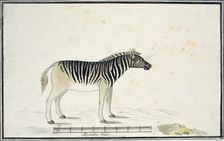 Equus quagga burchelli (Burchell’s Zebra), 1790. Creator: Robert Jacob Gordon