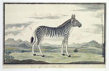 Equus zebra (Mountain zebra), 1777-1786. Creator: Robert Jacob Gordon