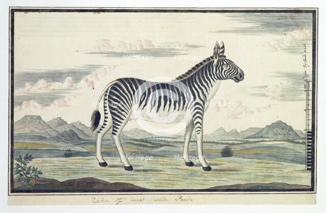 Equus zebra (Mountain zebra), 1777-1786. Creator: Robert Jacob Gordon.