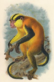 Erzleben's Genon 1897. Artist: Henry Ogg Forbes