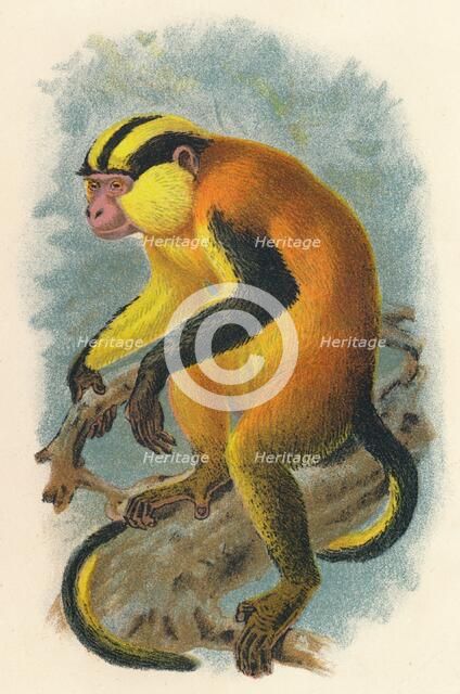 'Erzleben's Genon', 1897. Artist: Henry Ogg Forbes.